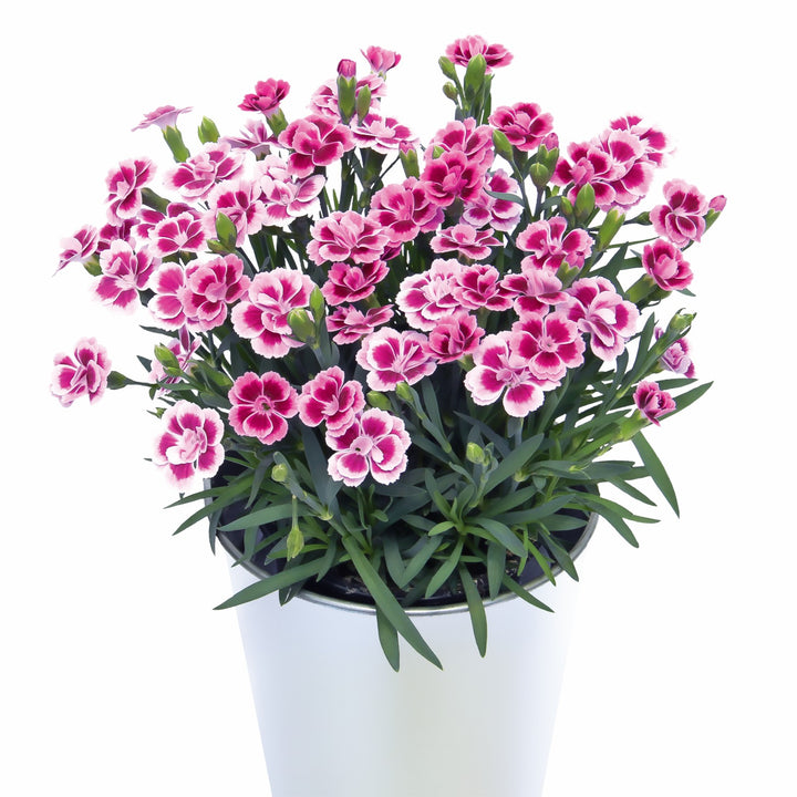 Dianthus x 'KLEDG12163' ~ Pink Kisses® Dianthus-ServeScape