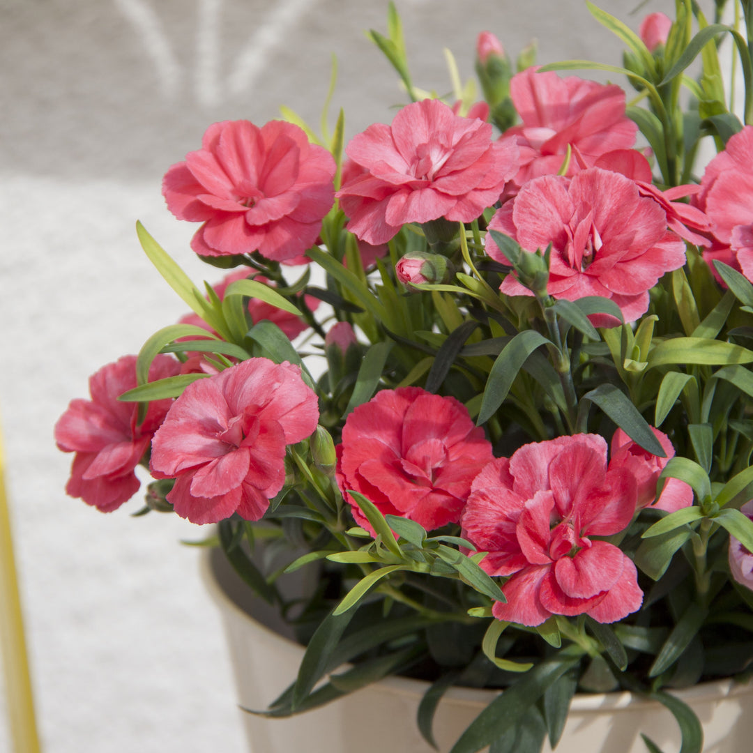 Dianthus caryophyllus 'KLEDP15179' ~ Oscar® Salmon Dianthus-ServeScape