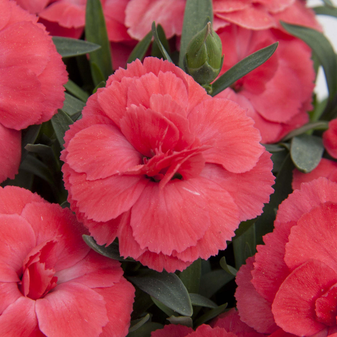 Dianthus caryophyllus 'KLEDP15179' ~ Oscar® Salmon Dianthus-ServeScape