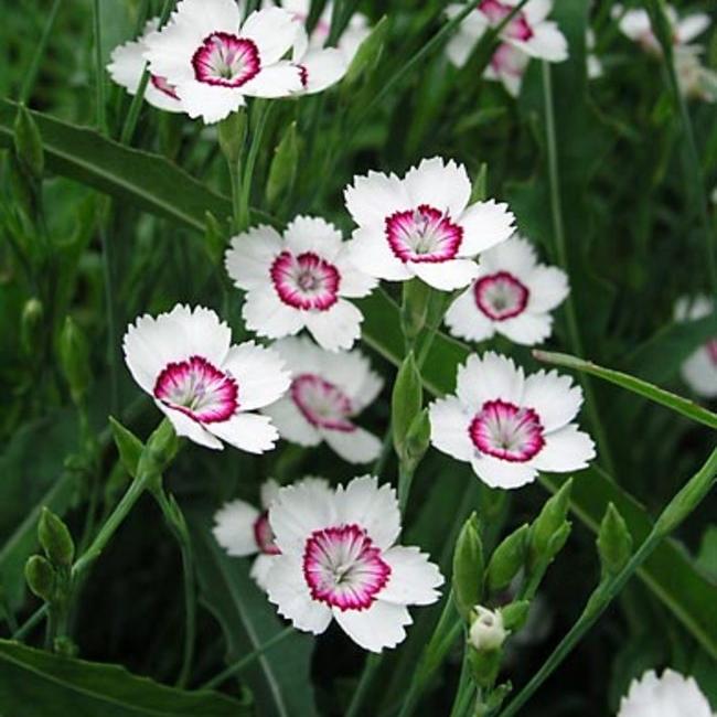 Dianthus deltoides ‘Arctic Fire’ ~ Arctic Fire Dianthus-ServeScape