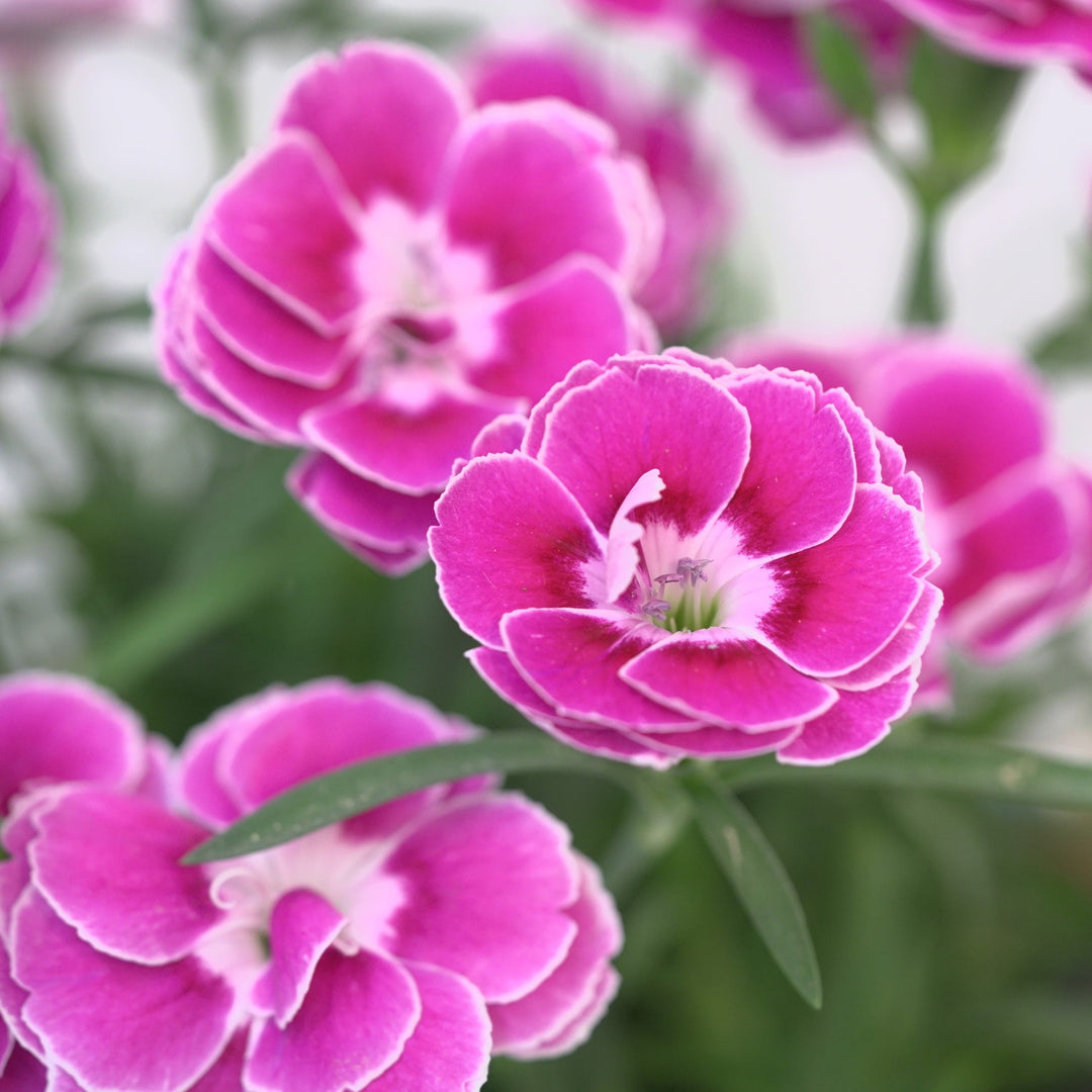 Dianthus 'KLEDP23480' ~ Capitán™ Magnifica Dianthus-ServeScape