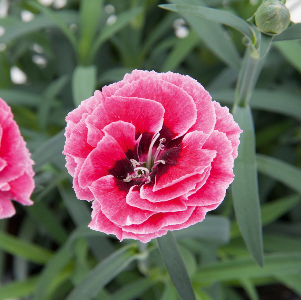 Dianthus 'KLEDP18259' ~ Capitán™ Pink Eye Dianthus-ServeScape