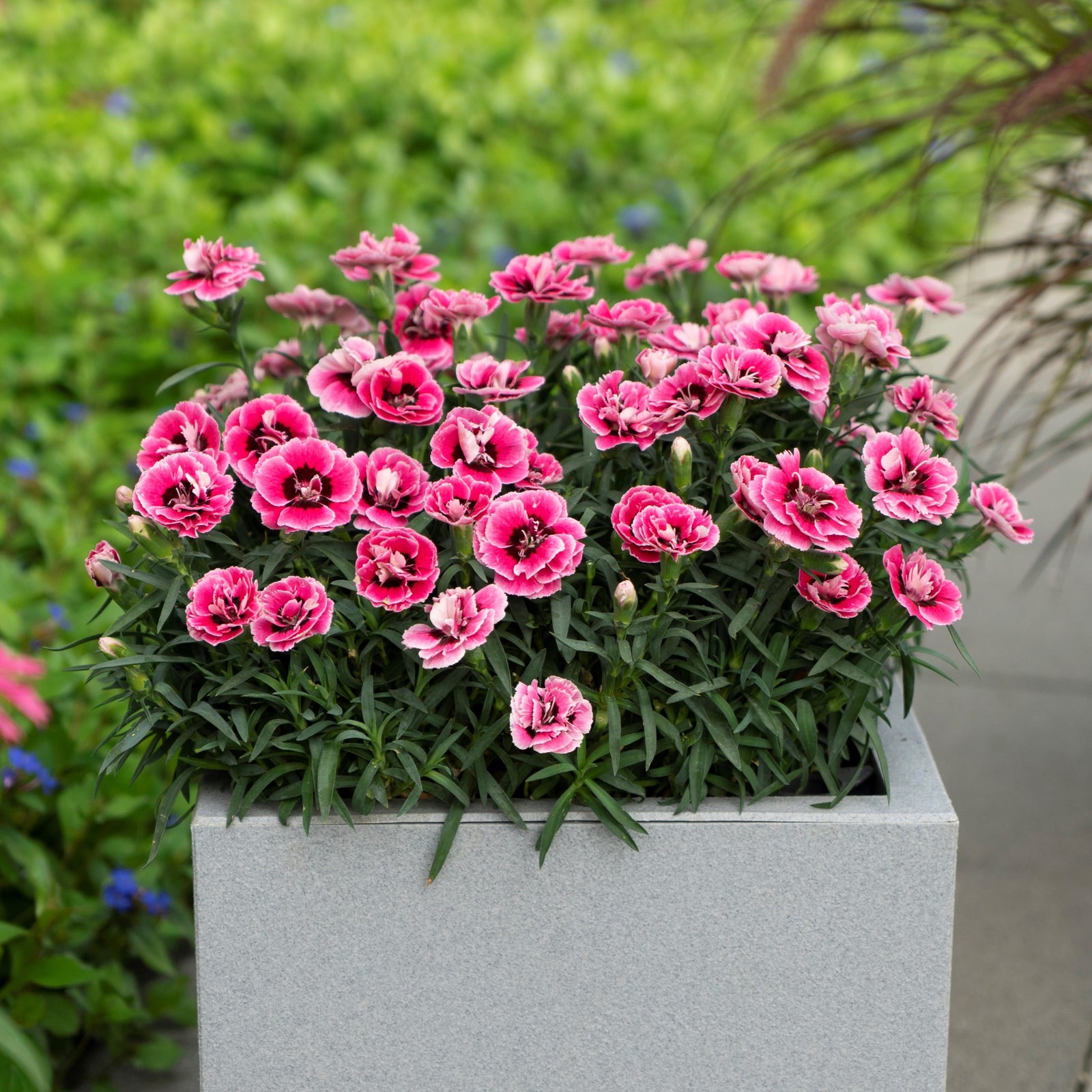 Dianthus 'KLEDP18259' ~ Capitán™ Pink Eye Dianthus-ServeScape