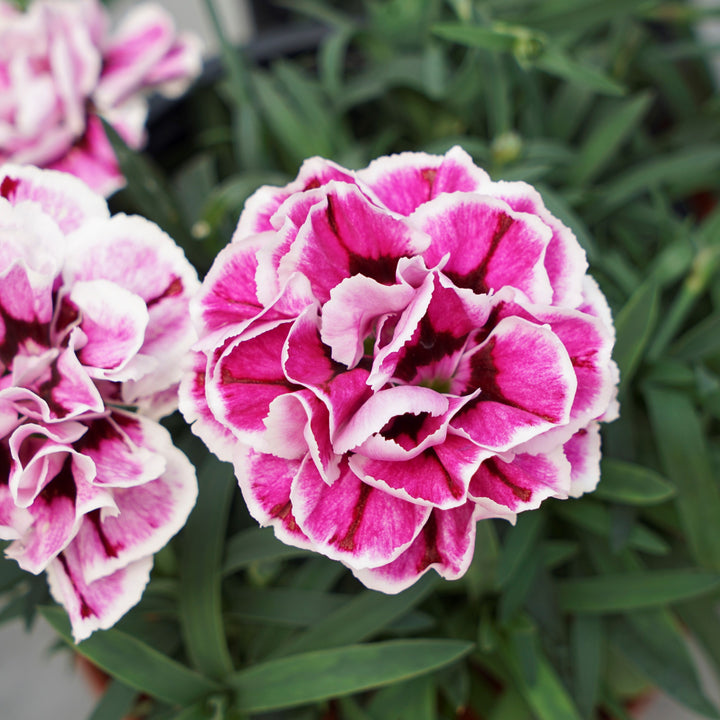 Dianthus 'KLEDP23440' ~ Capitán™ Purple Frost Dianthus-ServeScape