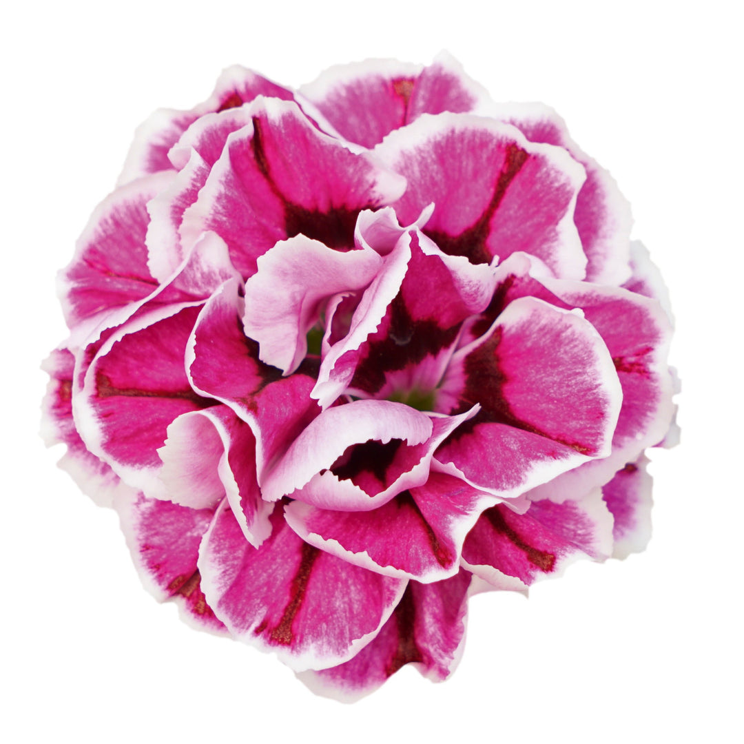 Dianthus 'KLEDP23440' ~ Capitán™ Purple Frost Dianthus-ServeScape