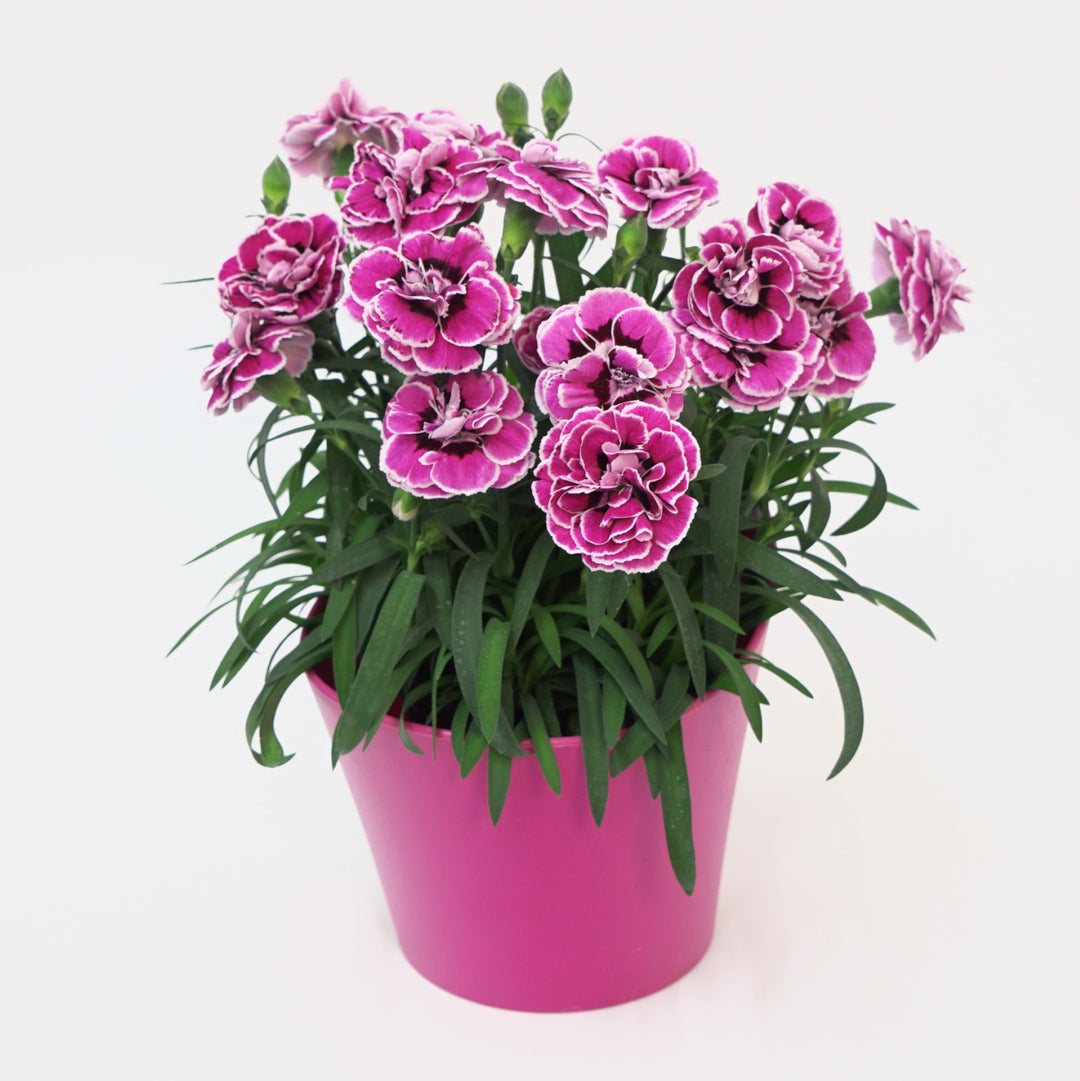 Dianthus 'KLEDP23440' ~ Capitán™ Purple Frost Dianthus-ServeScape