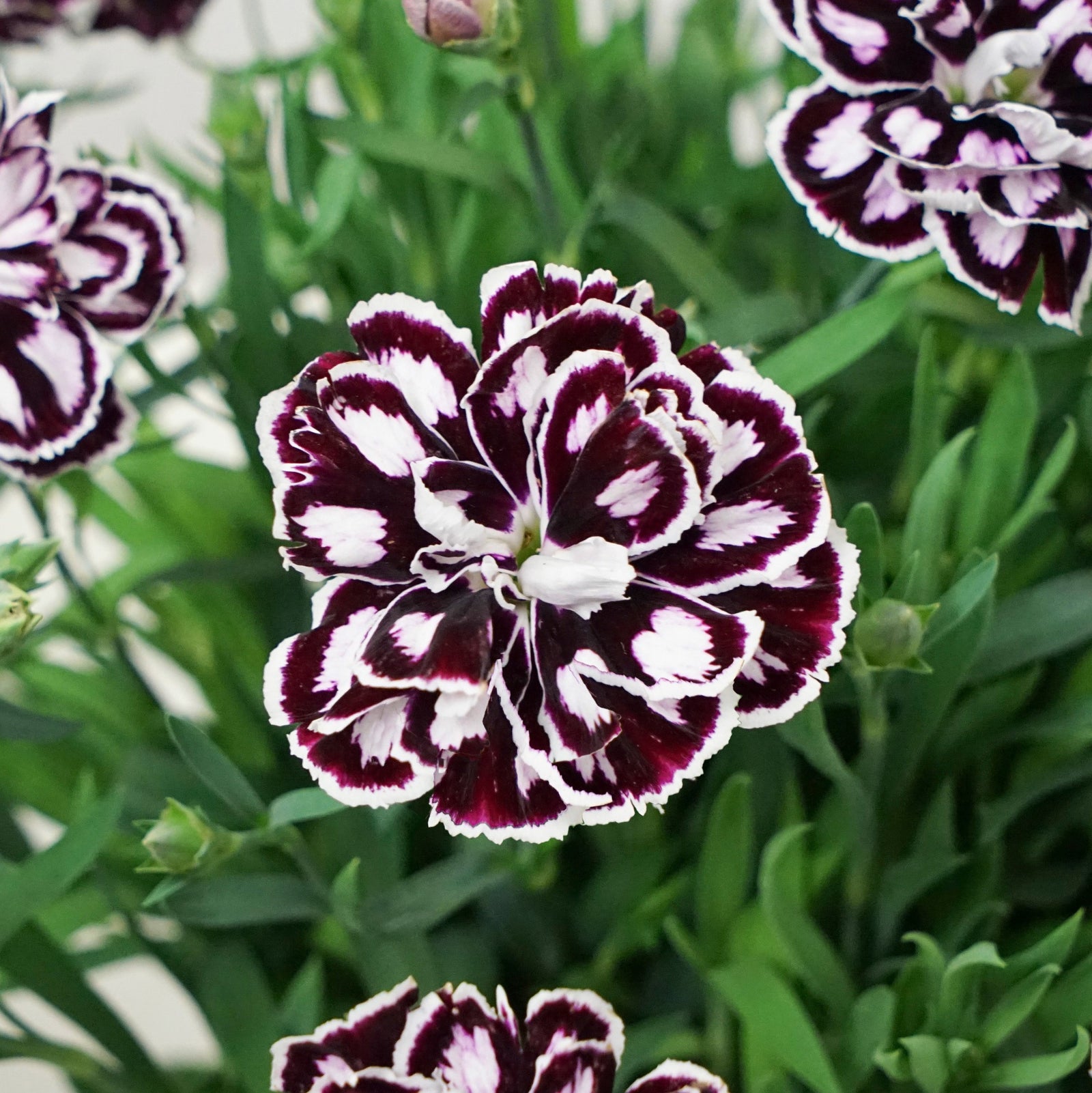 Dianthus 'KLEDP20328' ~ Capitán™ Purple White Dianthus-ServeScape