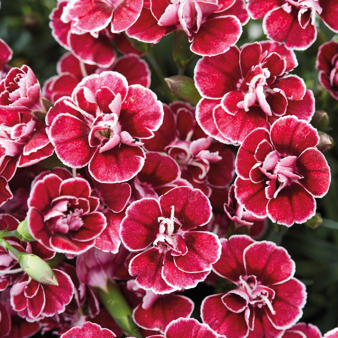 Dianthus 'KLEDP16209' ~ Capitán™ Red White Edge Dianthus-ServeScape