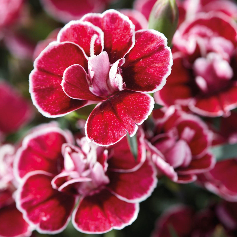 Dianthus 'KLEDP16209' ~ Capitán™ Red White Edge Dianthus-ServeScape