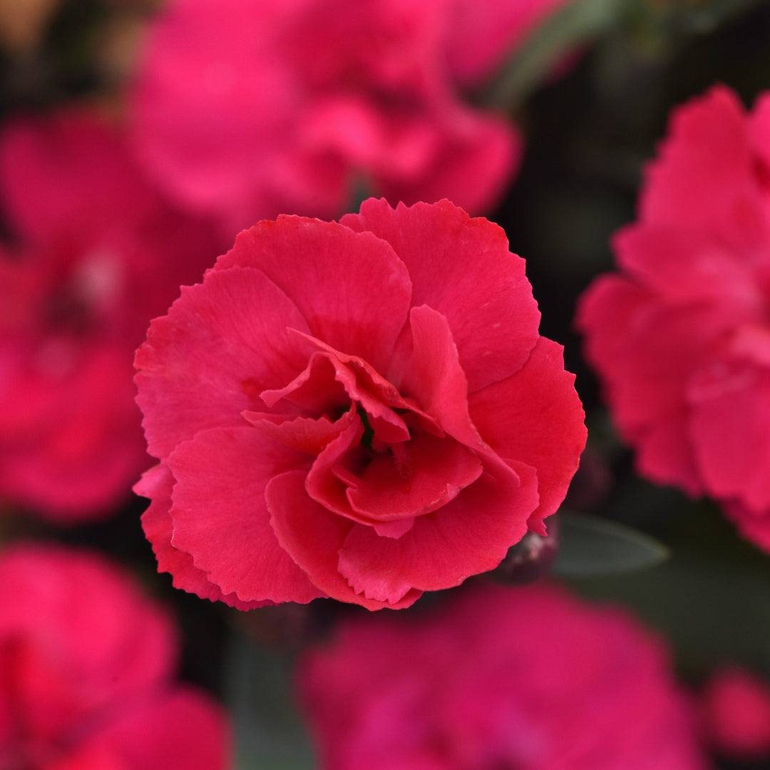 Dianthus 'KLEDP24523' ~ Carmen™ Pink Dianthus-ServeScape