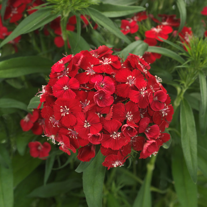 Dianthus 'PAS1514681' ~ Dart™ Scarlet Dianthus