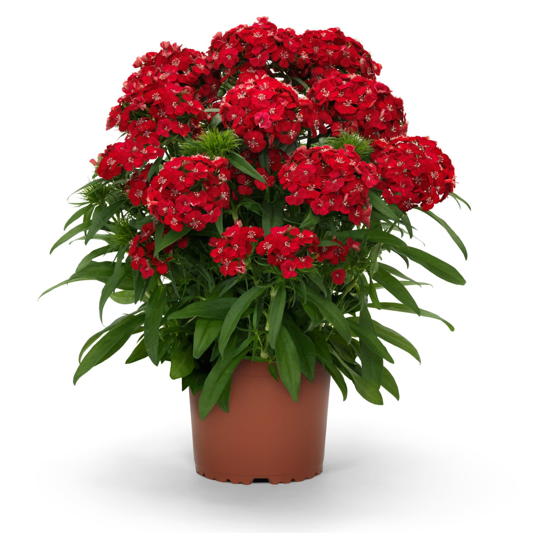 Dianthus 'PAS1514681' ~ Dart™ Scarlet Dianthus