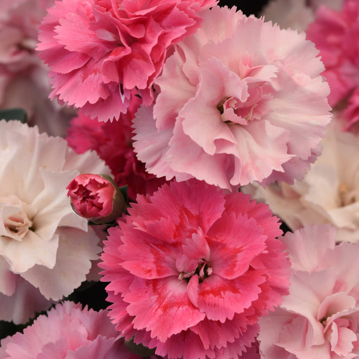 Dianthus caryophyllus 'KLEDP23527' ~ DiaDeur™ Pink Shades Dianthus-ServeScape