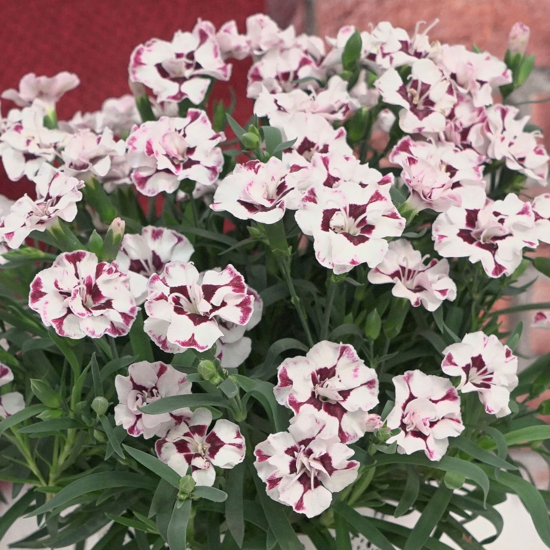 Dianthus x 'KLEDG22394' ~ EverLast™ Cherry Swirl Dianthus-ServeScape