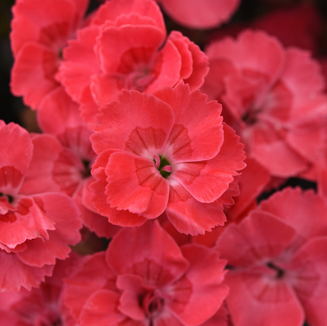 Dianthus x 'KLEDG23495' ~ EverLast™ Peach Dianthus-ServeScape