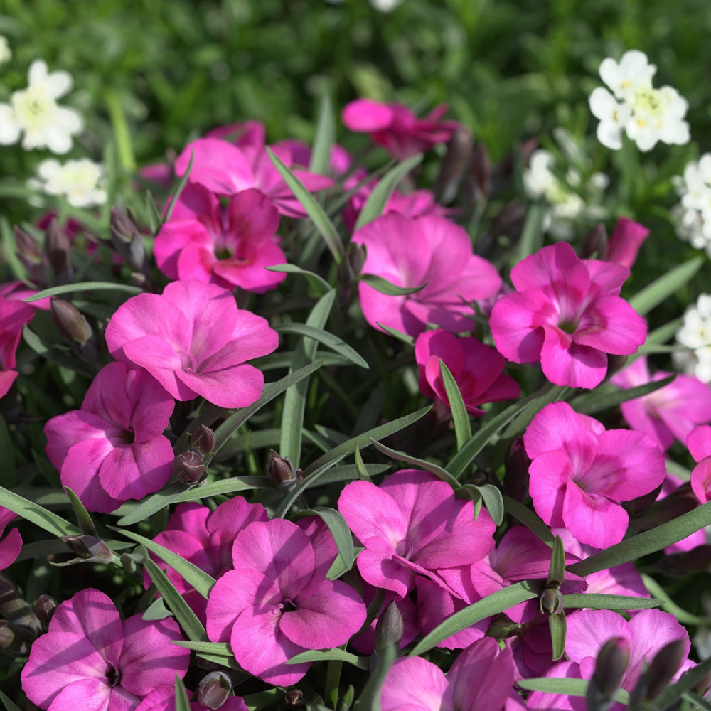 Dianthus x 'KLEDG22448' ~ EverLast™ Neon Pink Dianthus-ServeScape