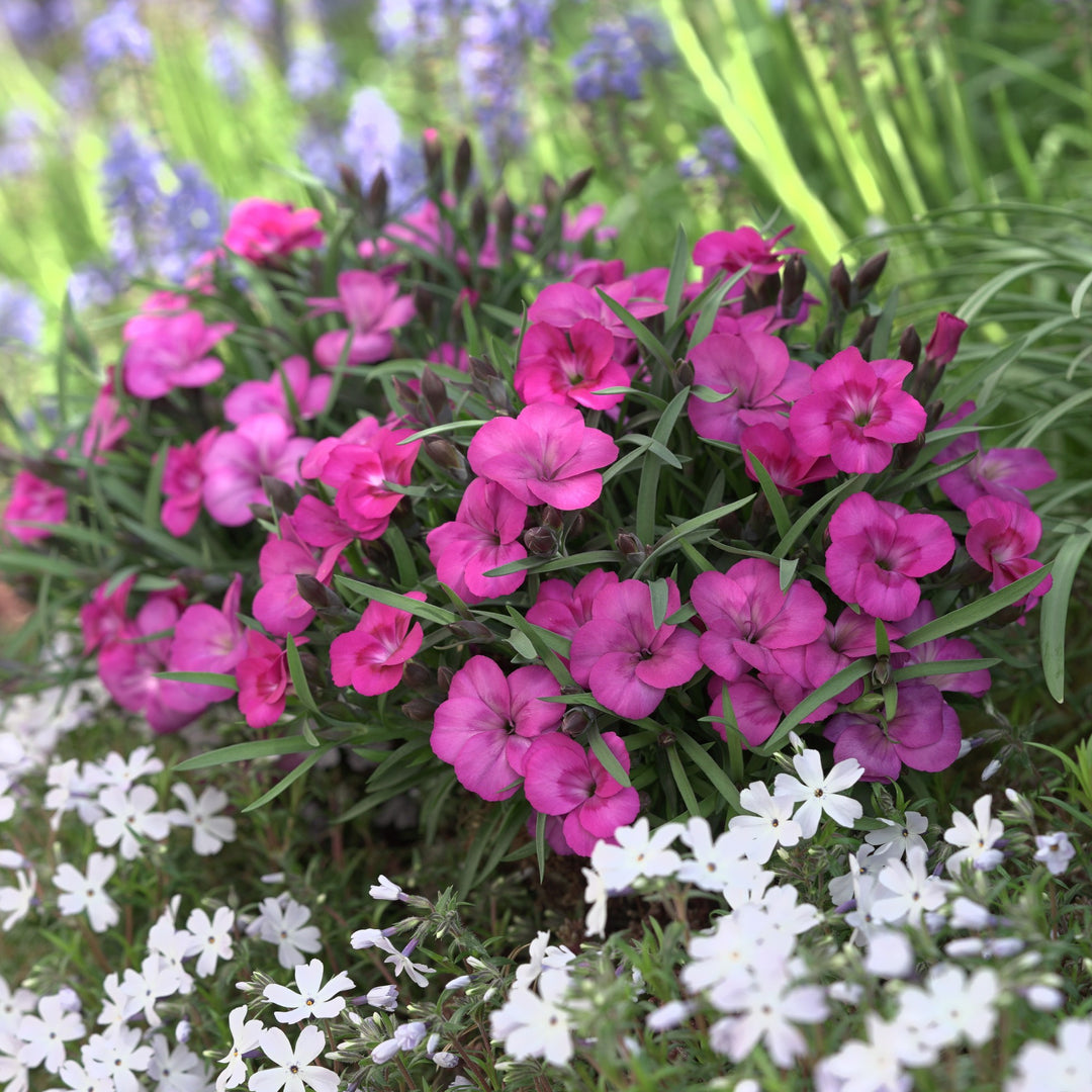 Dianthus x 'KLEDG22448' ~ EverLast™ Neon Pink Dianthus-ServeScape