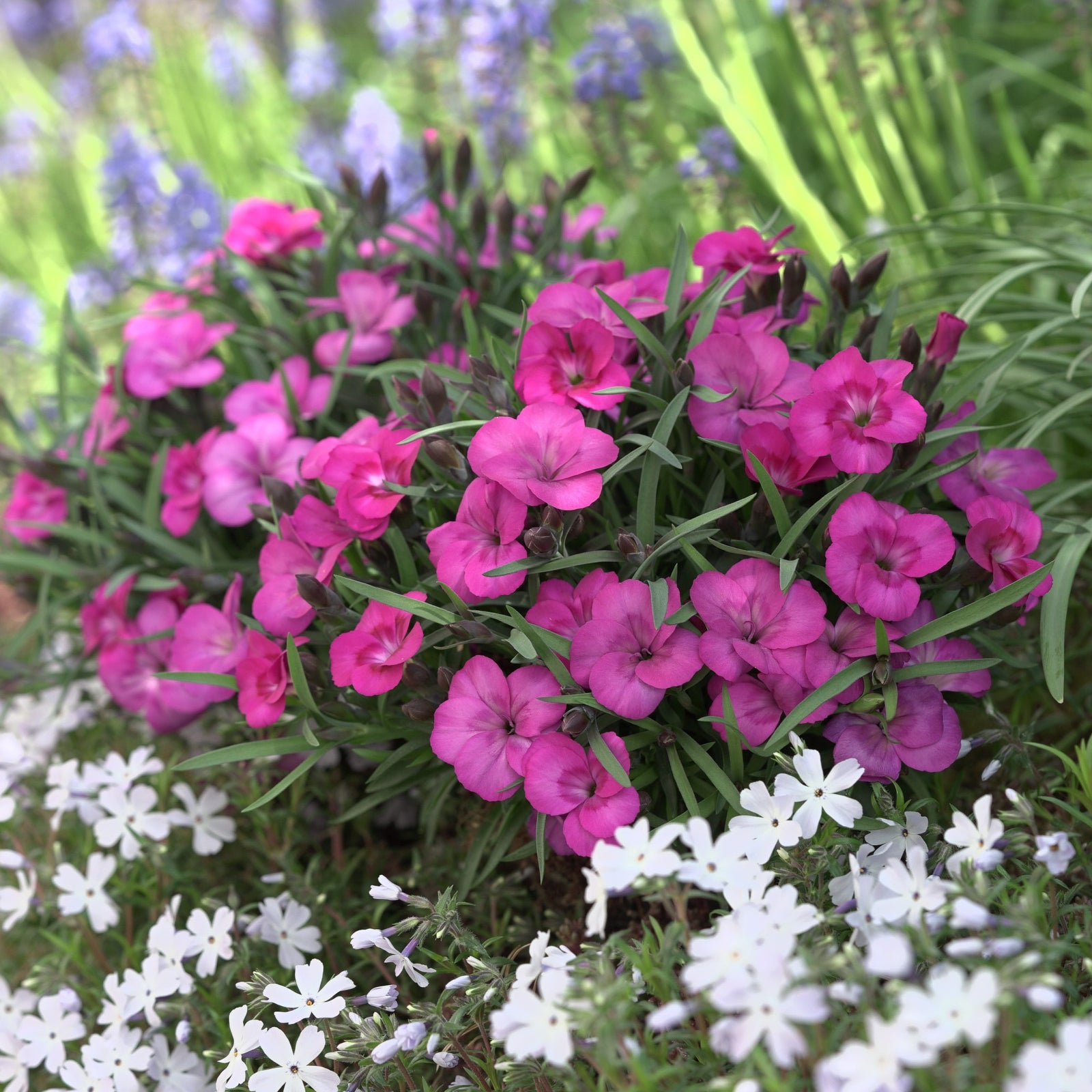 Dianthus x 'KLEDG22448' ~ EverLast™ Neon Pink Dianthus-ServeScape