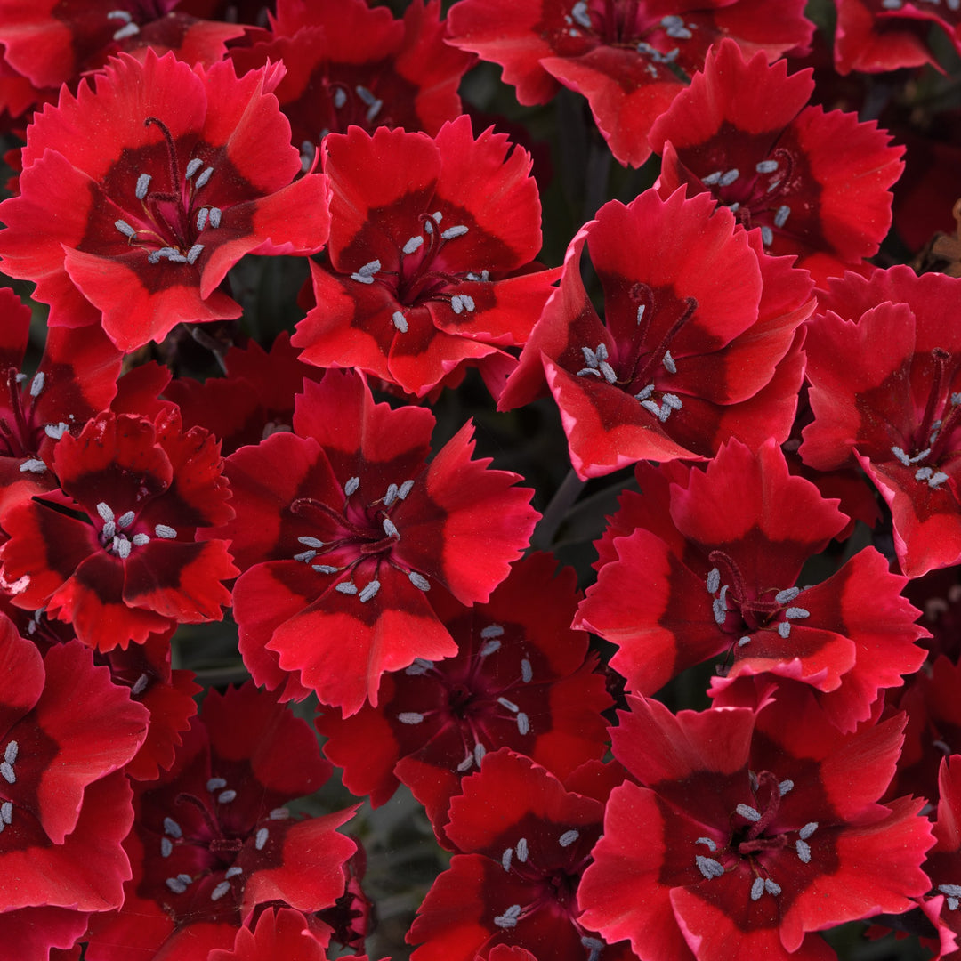 Dianthus x 'KLEDG24478' ~ EverLast™ Red Dianthus-ServeScape