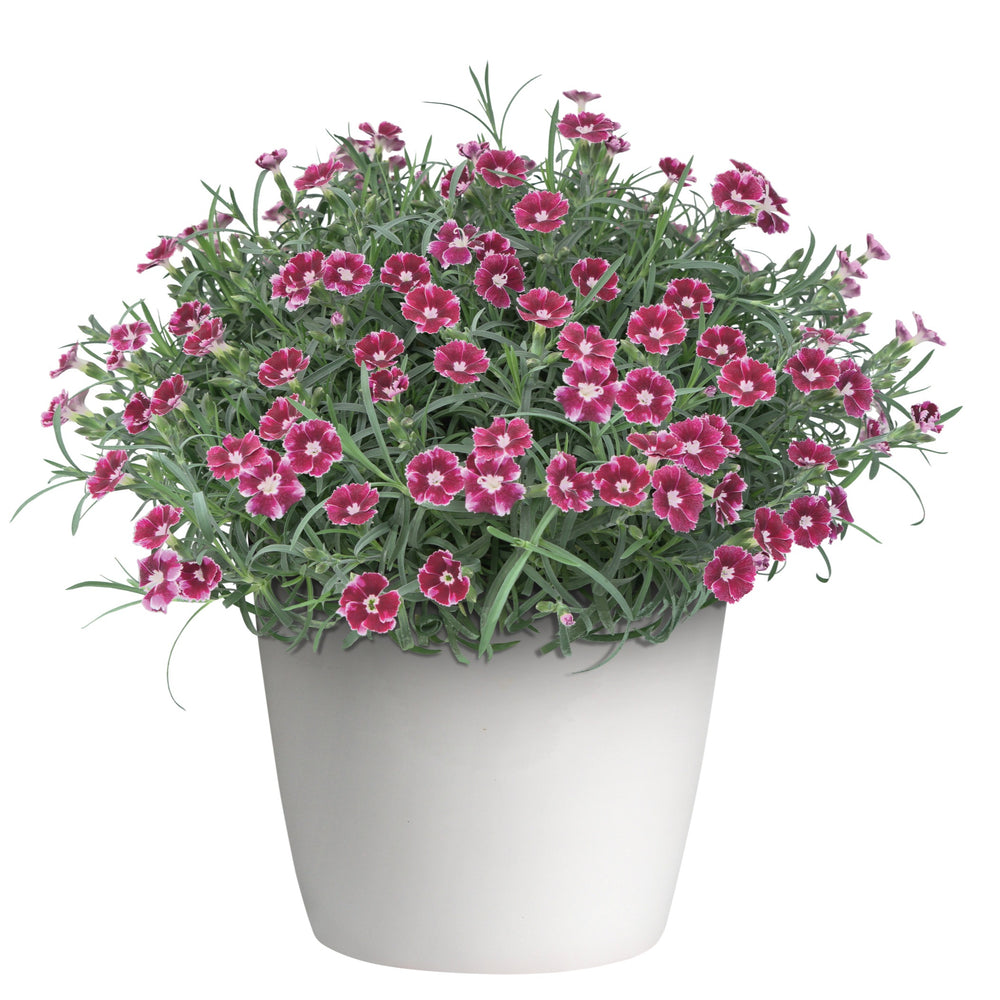 Dianthus x 'KLEDG23508' ~ EverLast™ Ruby Edge Dianthus-ServeScape