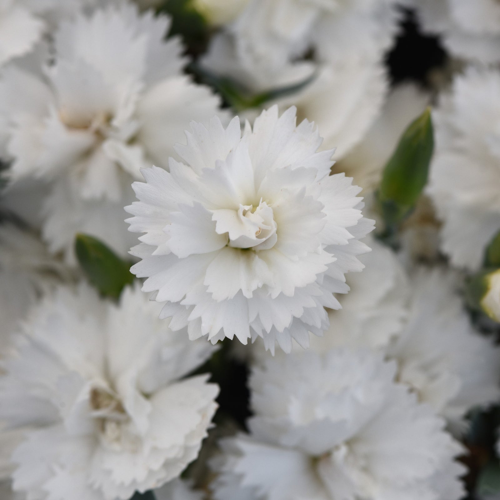 Dianthus x 'KLEDG24556' ~ EverLast™ White Dianthus-ServeScape