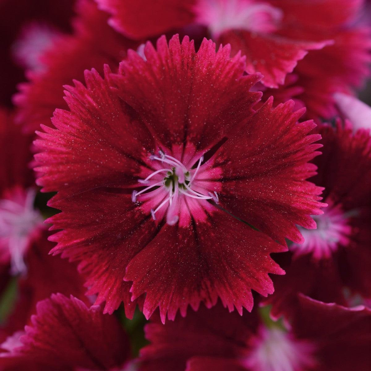 Dianthus chinensis x barbatus 'PAS96824' ~ Floral Lace™ Crimson Dianthus-ServeScape