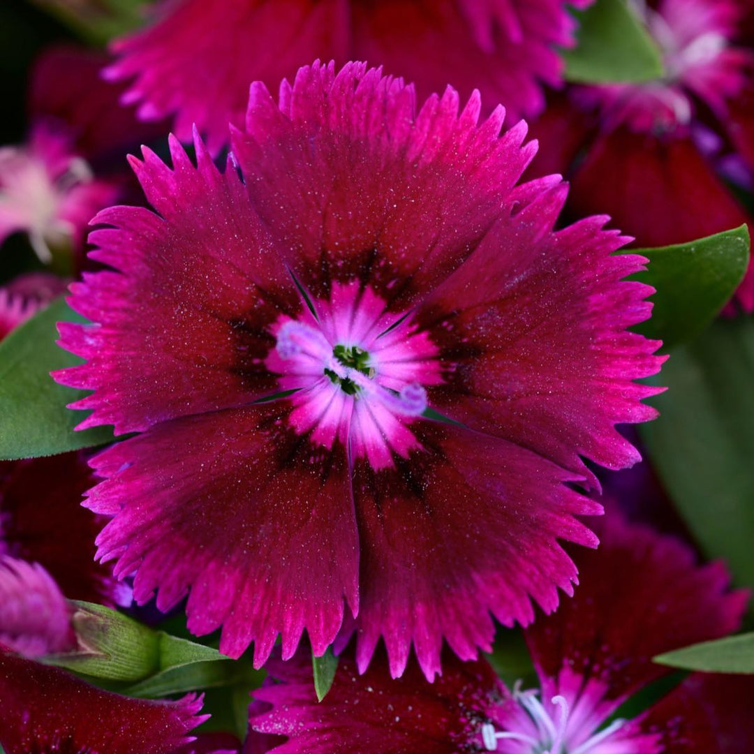 Dianthus chinensis x barbatus 'PAS1237587' ~ Floral Lace™ Purple Dianthus-ServeScape