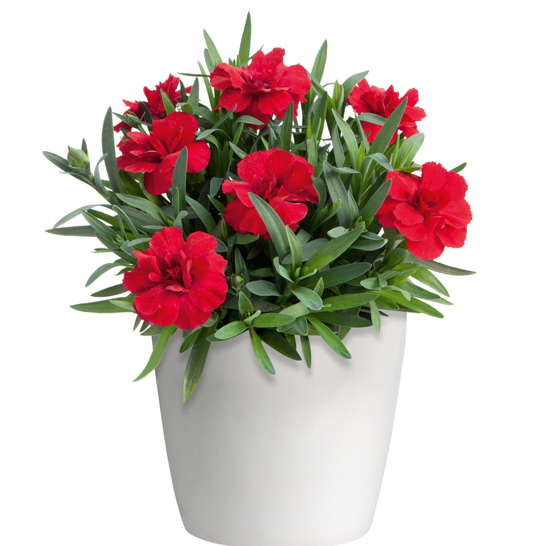 Dianthus caryophyllus 'KLEDP11109' ~ Oscar® Cherry Dianthus-ServeScape