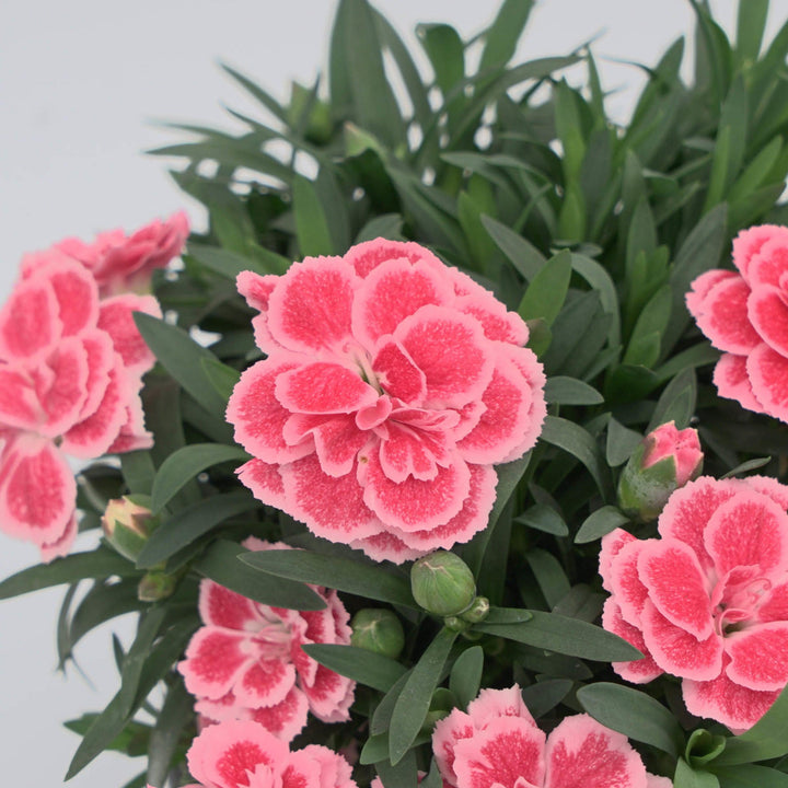 Dianthus caryophyllus 'KLEDG24541' ~ Oscar® Peach Edge Dianthus-ServeScape