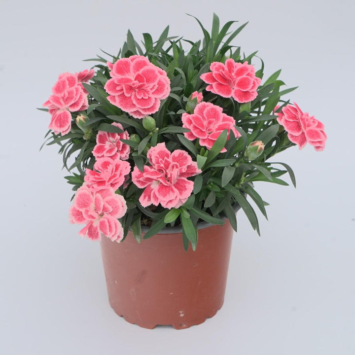 Dianthus caryophyllus 'KLEDG24541' ~ Oscar® Peach Edge Dianthus-ServeScape