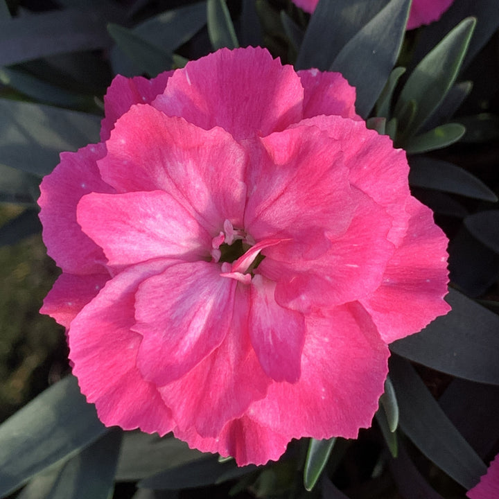 Dianthus caryophyllus 'KLEDP22470' ~ Oscar® Neon Pink Dianthus-ServeScape