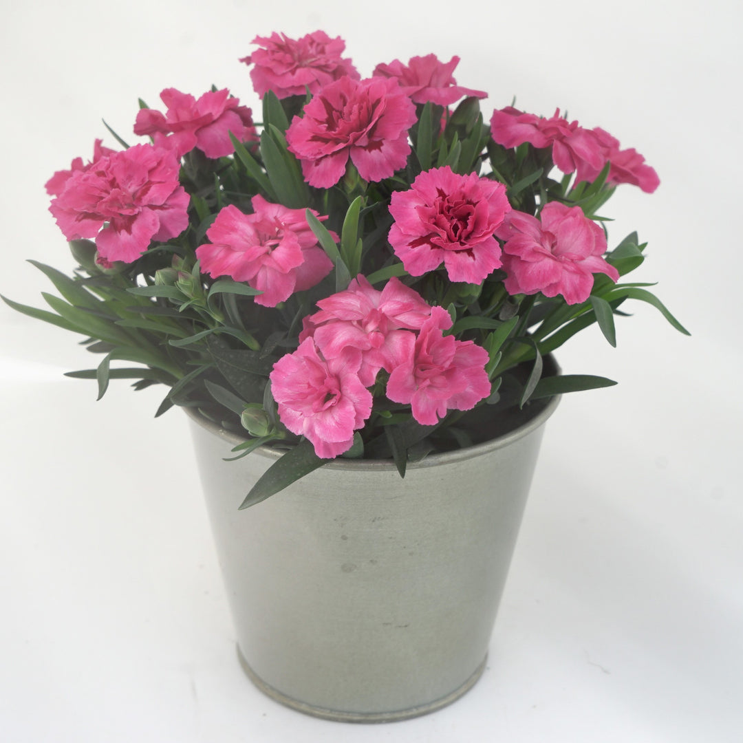 Dianthus caryophyllus 'KLEDP22470' ~ Oscar® Neon Pink Dianthus-ServeScape