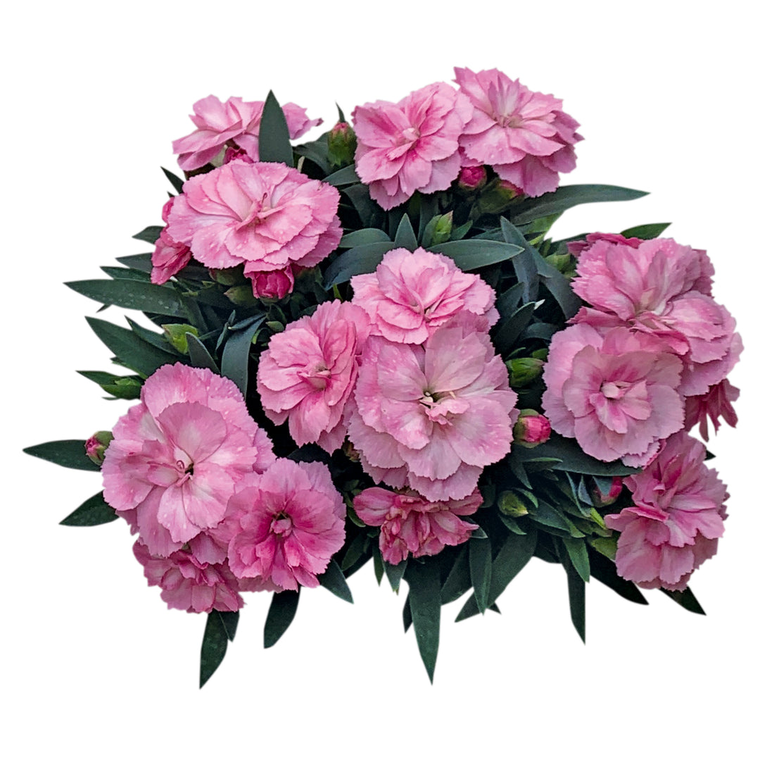 Dianthus caryophyllus 'KLEDP22351' ~ Oscar® Light Rose Dianthus-ServeScape