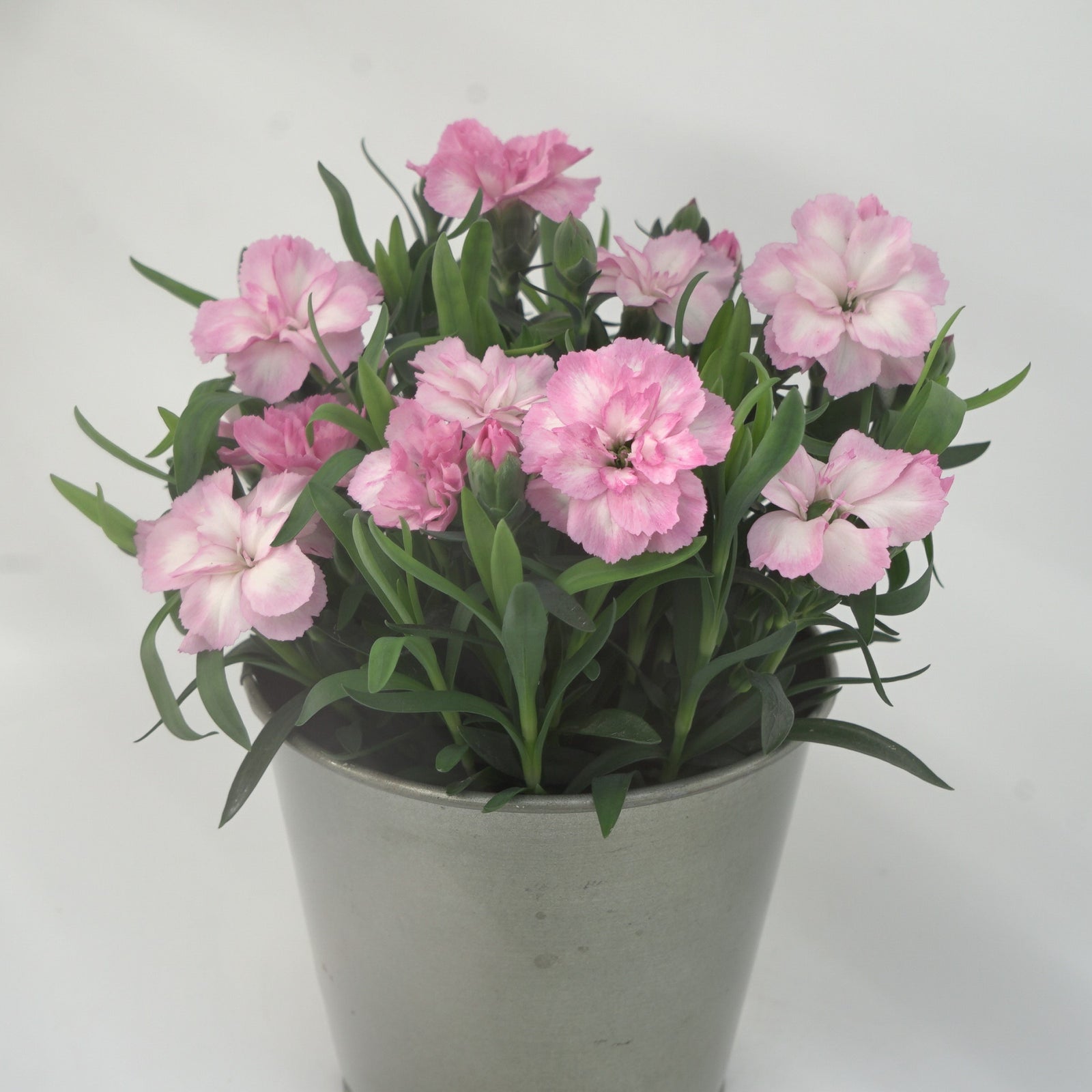 Dianthus caryophyllus 'KLEDP22351' ~ Oscar® Light Rose Dianthus-ServeScape