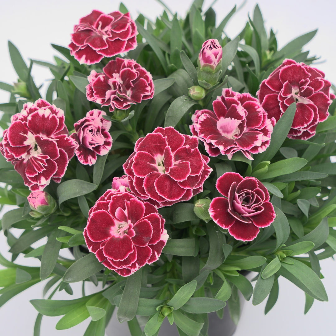 Dianthus caryophyllus 'KLEDP25525' ~ Oscar® Ruby Splash Dianthus-ServeScape