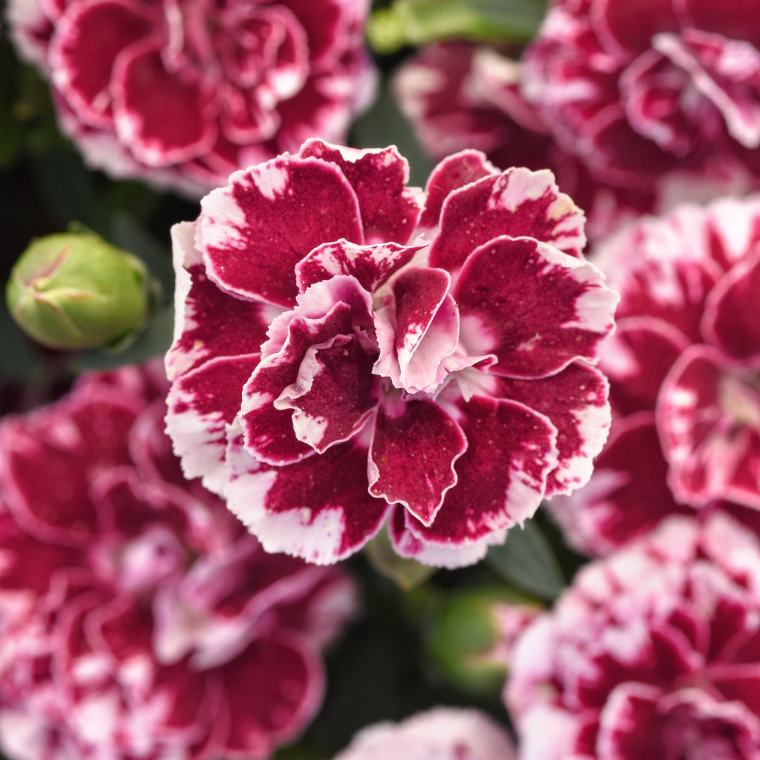 Dianthus caryophyllus 'KLEDP25525' ~ Oscar® Ruby Splash Dianthus-ServeScape