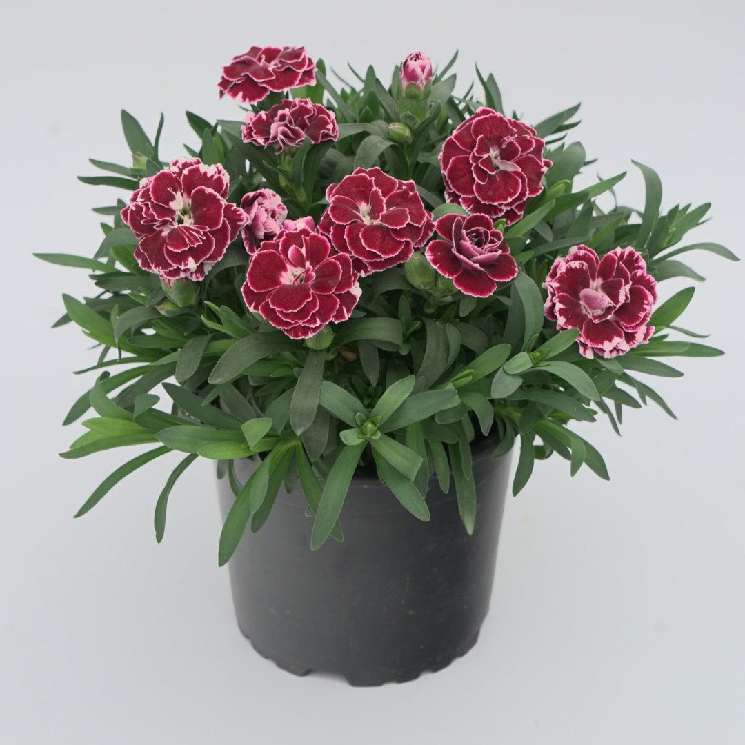 Dianthus caryophyllus 'KLEDP25525' ~ Oscar® Ruby Splash Dianthus-ServeScape
