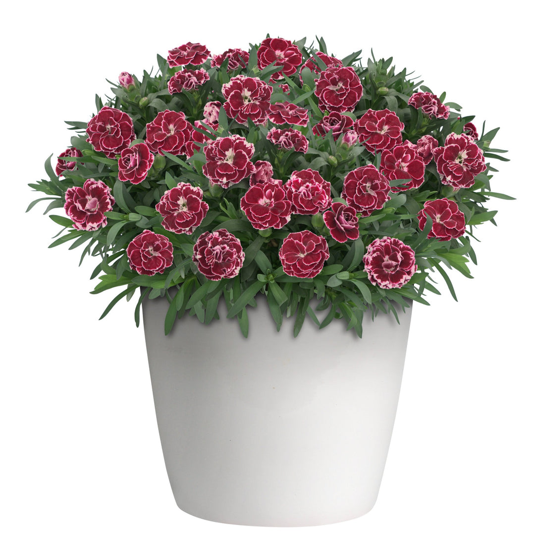 Dianthus caryophyllus 'KLEDP25525' ~ Oscar® Ruby Splash Dianthus-ServeScape
