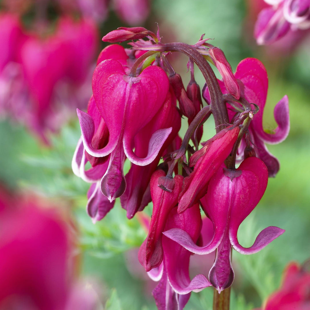 Dicentra 'Red Fountain' ~ Red Fountain Bleeding Heart-ServeScape
