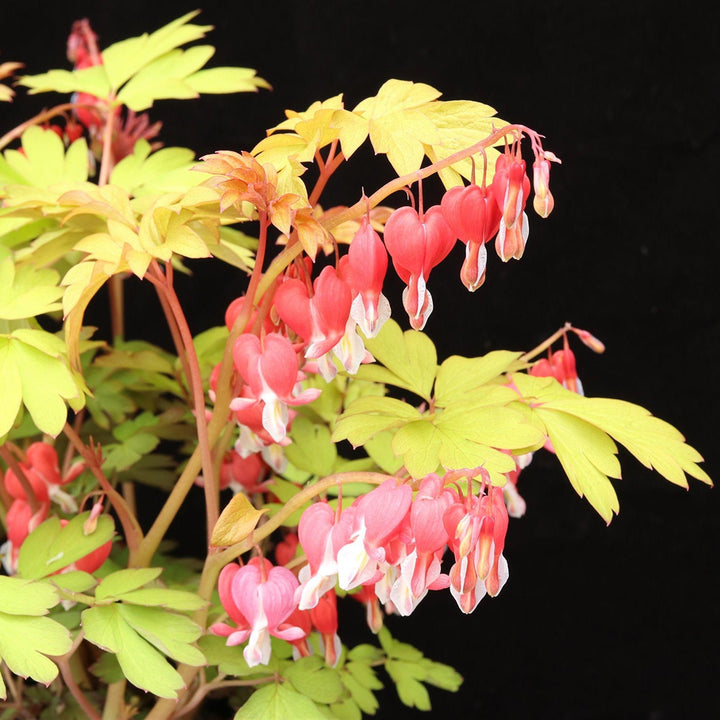 Dicentra spectabilis 'Ruby Gold' ~ Ruby Gold Bleeding Heart-ServeScape