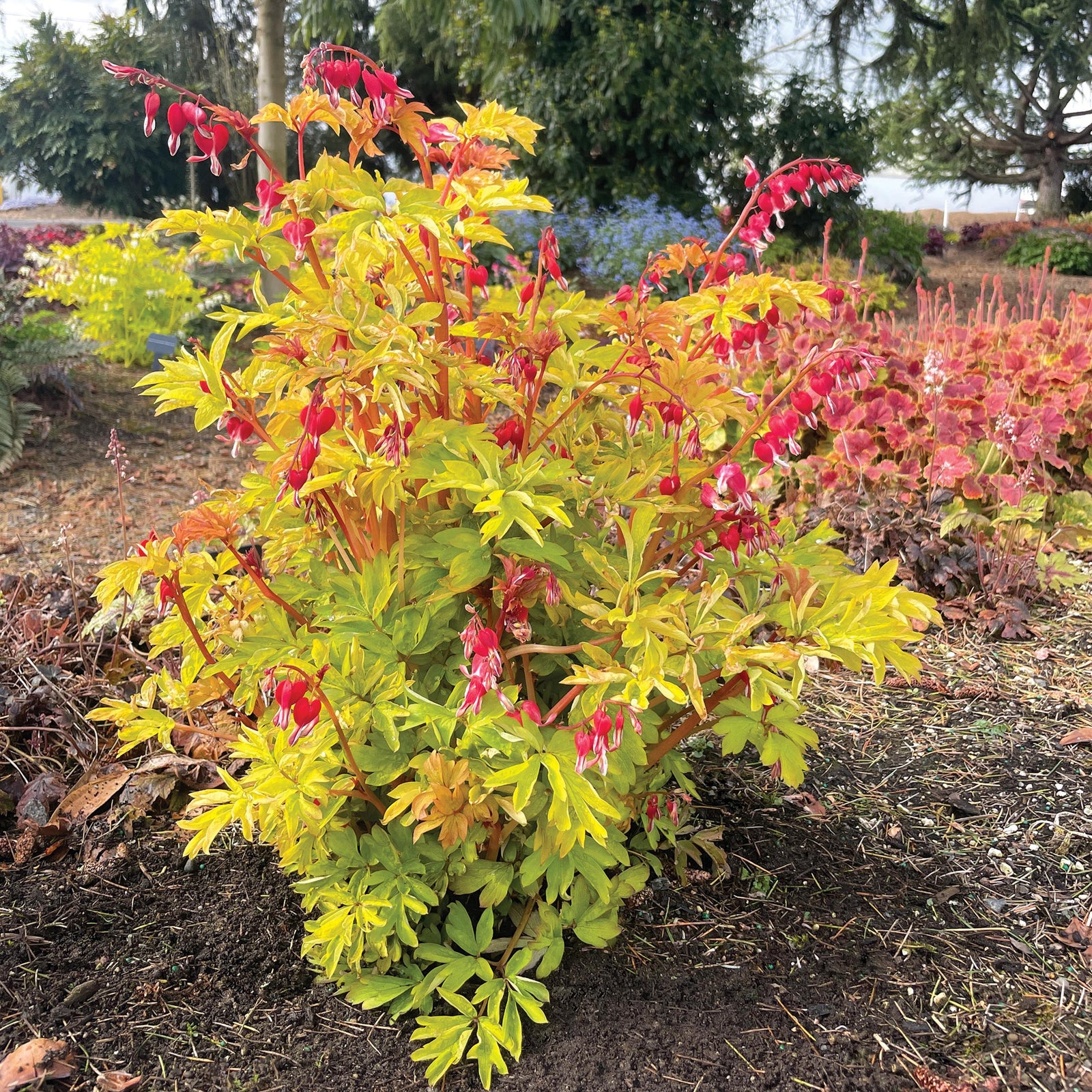 Dicentra spectabilis 'Ruby Gold' ~ Ruby Gold Bleeding Heart-ServeScape