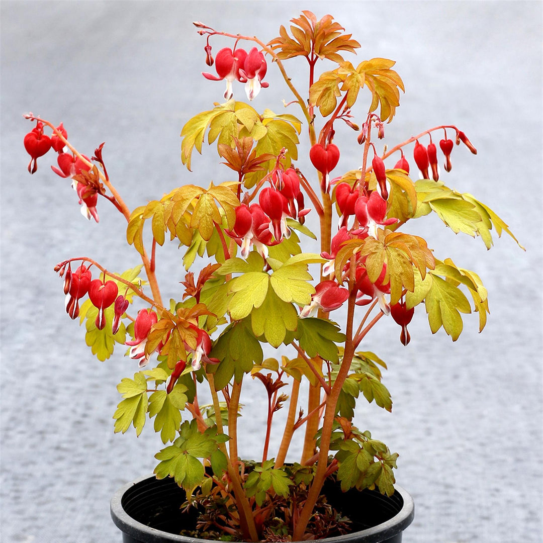 Dicentra spectabilis 'Ruby Gold' ~ Ruby Gold Bleeding Heart-ServeScape