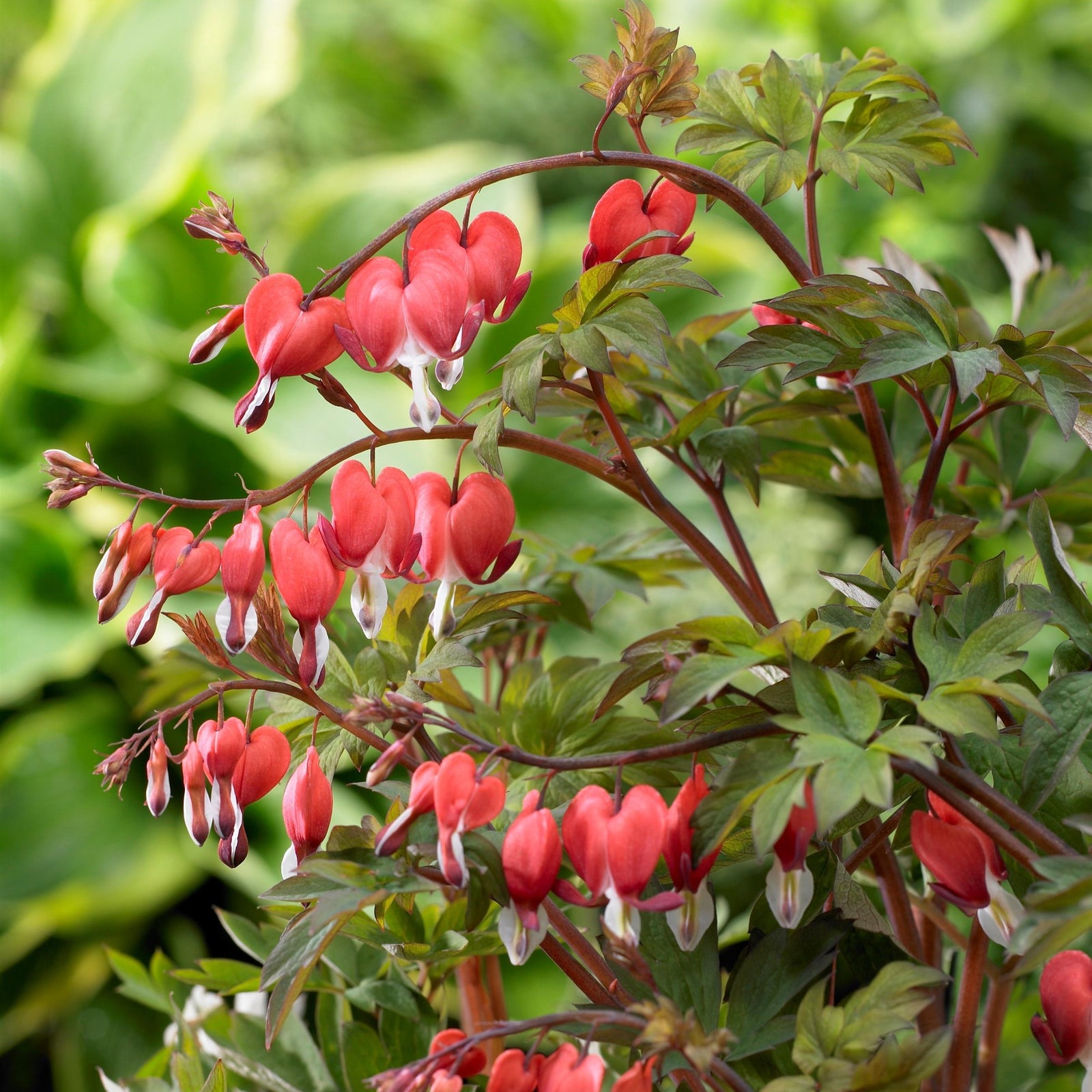 Dicentra spectabilis 'Hordival' ~ Valentine® Bleeding Heart