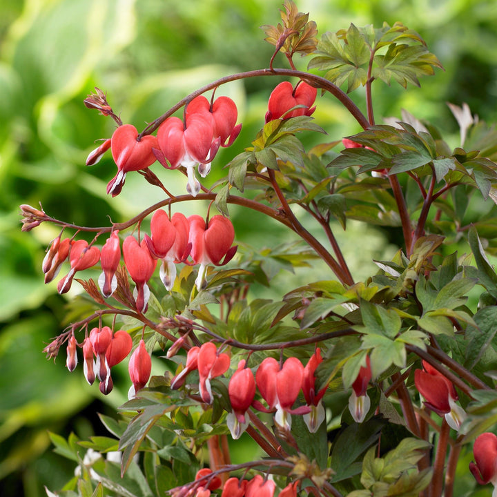 Dicentra spectabilis 'Hordival' ~ Valentine® Bleeding Heart