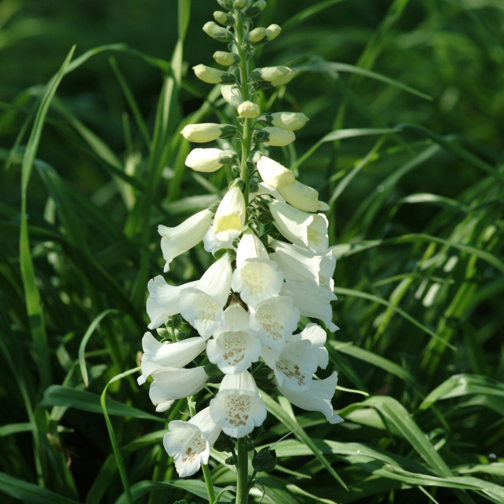 Digitalis 'Camelot White' ~ Camelot White Foxglove-ServeScape