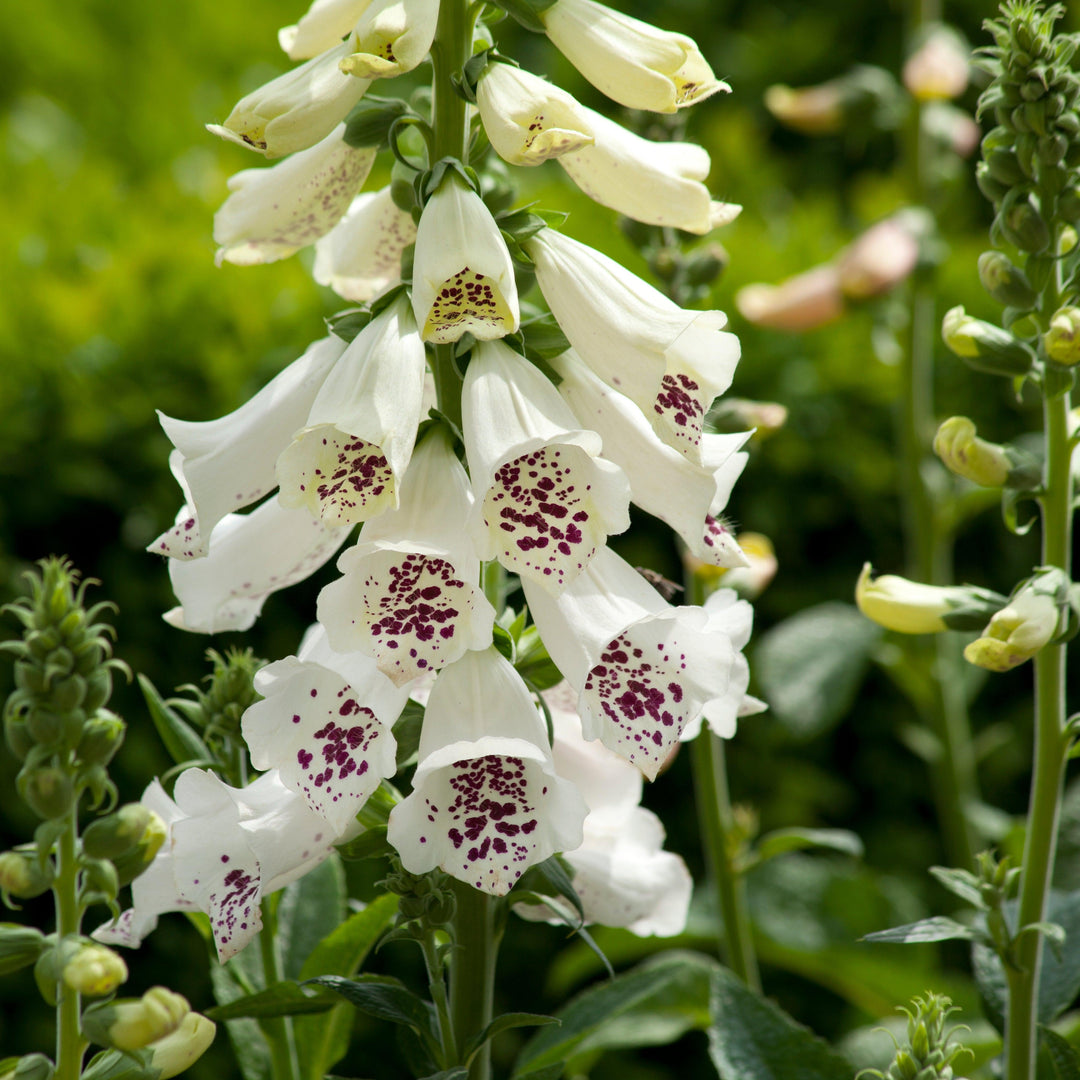 Digitalis purpurea 'Dalmatian White' ~ Dalmatian White Foxglove-ServeScape