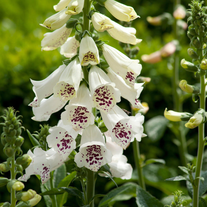 Digitalis purpurea 'Dalmatian White' ~ Dalmatian White Foxglove-ServeScape