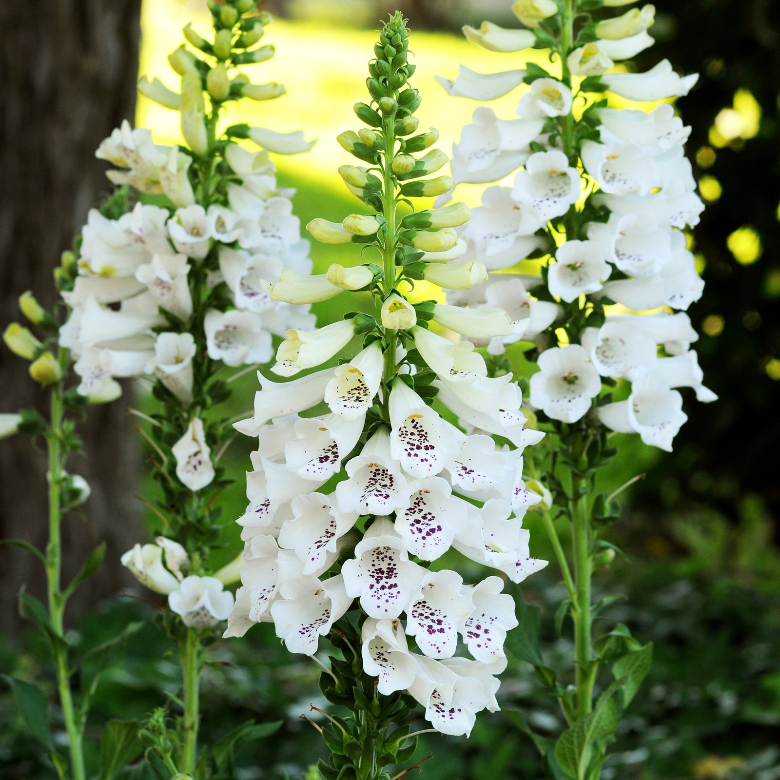 Digitalis purpurea 'Dalmatian White' ~ Dalmatian White Foxglove-ServeScape