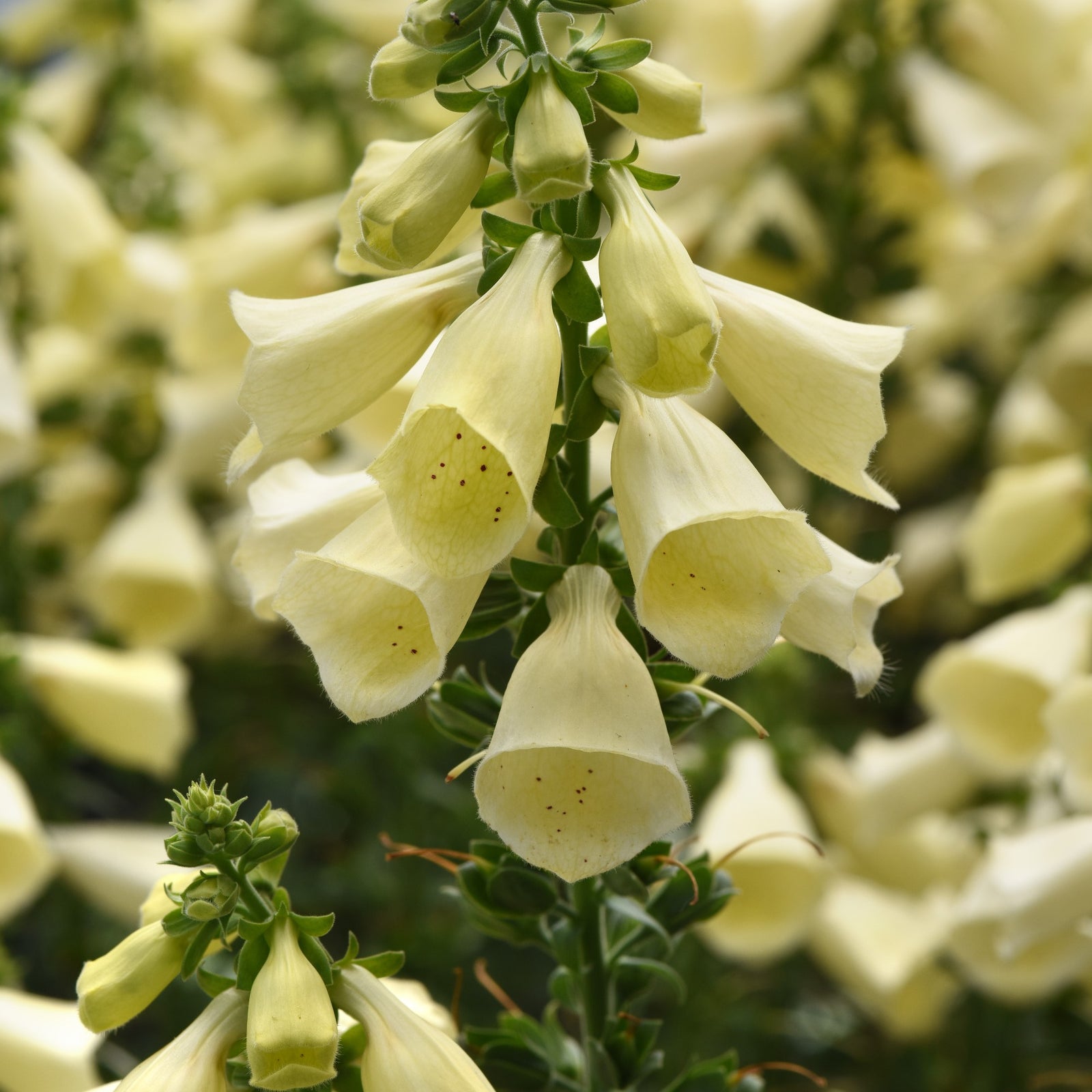 Digitalis 'Balroxleam' ~ Arctic Fox™ Lemon Cream Foxglove-ServeScape