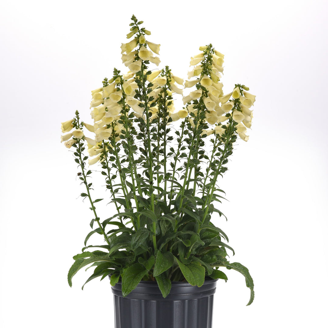 Digitalis 'Balroxleam' ~ Arctic Fox™ Lemon Cream Foxglove-ServeScape